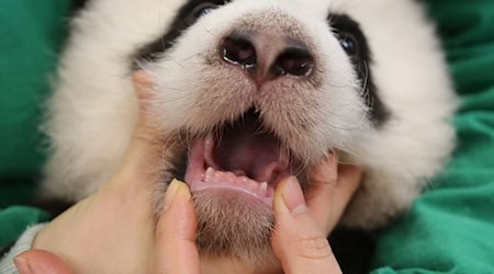 Die Zähnchen blitzen durch.  / Foto: Zoo Berlin/dpa