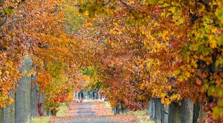 Das heitere Herbstwetter lädt zu Spaziergängen ein. / Foto: Frank Hammerschmidt/dpa