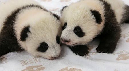 Kurz vor dem Krabbelalter: die Panda-Zwillinge des Berliner Zoos. / Foto: -/Zoo Berlin/dpa