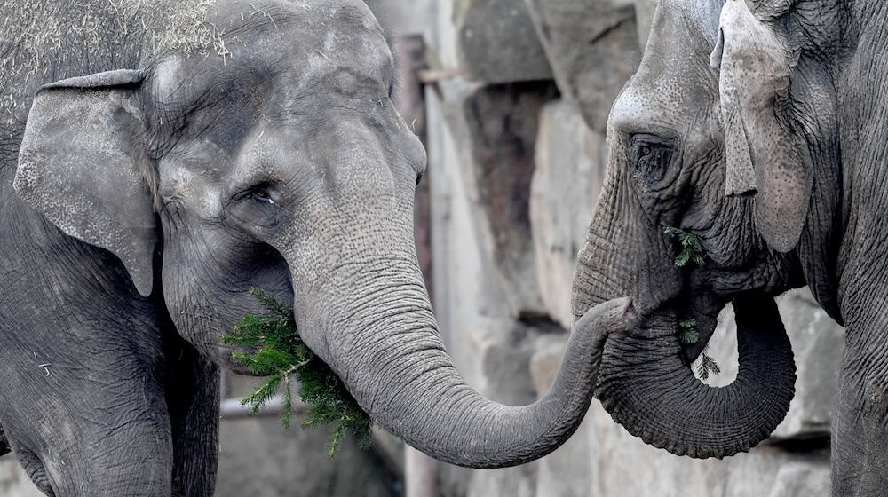 2020 zogen Elefanten erstmal aus dem Tierpark aus - damals noch asiatische. (Archivbild) / Foto: Britta Pedersen/dpa-Zenralbild/dpa