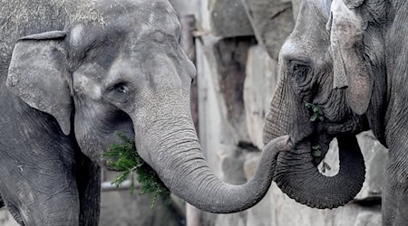 2020 zogen Elefanten erstmal aus dem Tierpark aus - damals noch asiatische. (Archivbild) / Foto: Britta Pedersen/dpa-Zenralbild/dpa