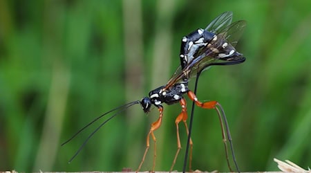 Rhyssa persuasoria erkennt die von Holzwespen befallenen Bäume am Geruch. / Foto: Frank Vassen/Senckenberg Gesellschaft für Naturforschung/dpa