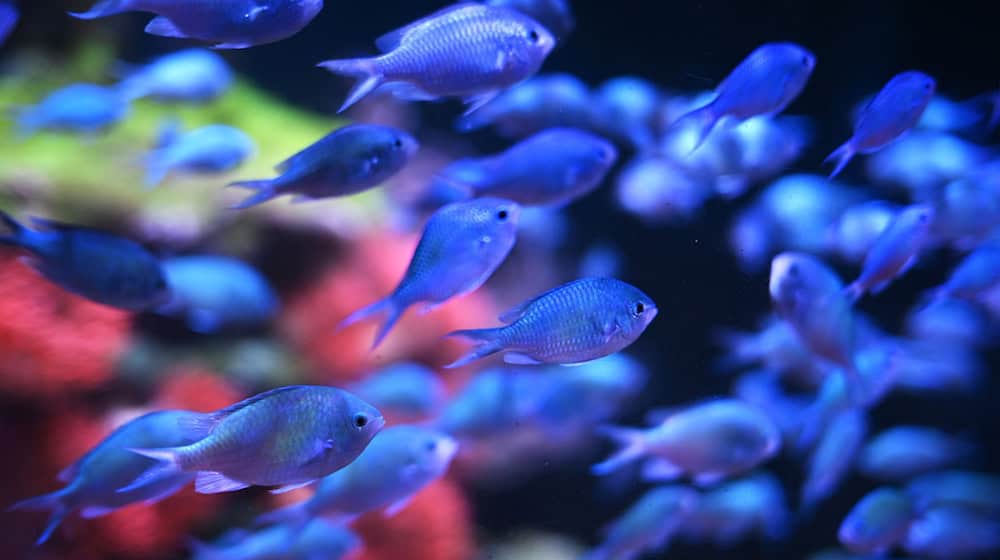 Das Sea Life Aquarium hat insgesamt 31 Wasserbecken, in denen rund 3000 Tiere leben (Archivbild). / Foto: Soeren Stache/dpa