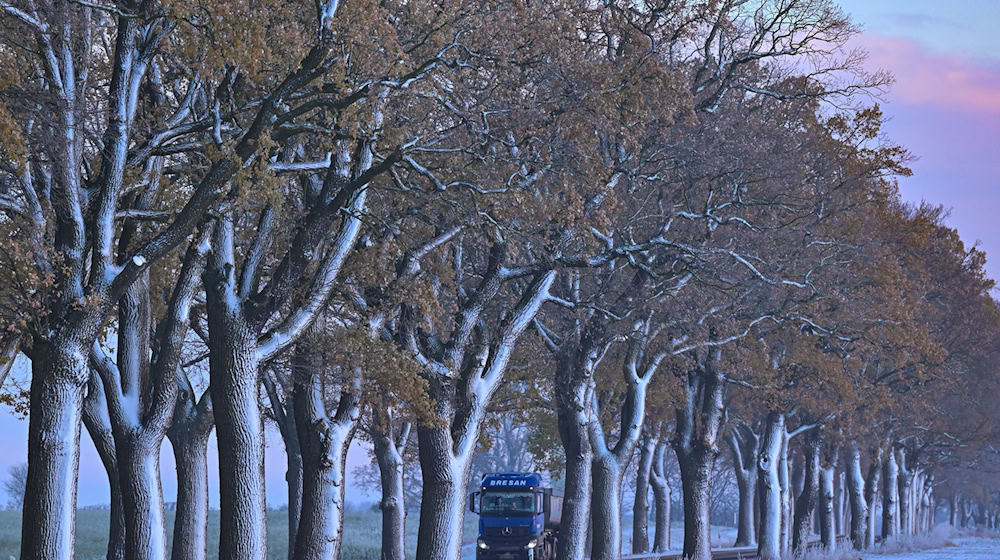 Ein Lkw fährt auf einer winterlich verschneiten Allee im Landkreis Oder-Spree im Osten des Landes Brandenburg. Am Wochenende wird es langsam wieder wärmer und die weiße Pracht schwindet. (Symbolbild)  / Foto: Patrick Pleul/dpa