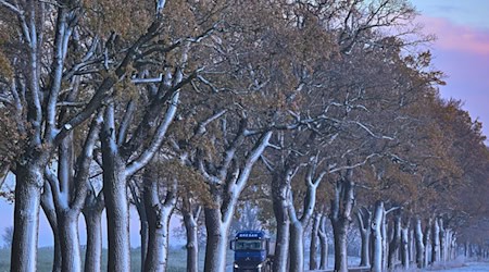 Ein Lkw fährt auf einer winterlich verschneiten Allee im Landkreis Oder-Spree im Osten des Landes Brandenburg. Am Wochenende wird es langsam wieder wärmer und die weiße Pracht schwindet. (Symbolbild)  / Foto: Patrick Pleul/dpa