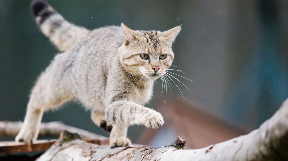 Der Wildkatze auf der Spur? Tierschützer wollen das Vorkommen der scheuen Tiere in Waldgebieten künftig besser dokumentieren. (Archivbild) / Foto: Julian Stratenschulte/dpa