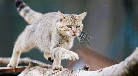 Der Wildkatze auf der Spur? Tierschützer wollen das Vorkommen der scheuen Tiere in Waldgebieten künftig besser dokumentieren. (Archivbild) / Foto: Julian Stratenschulte/dpa