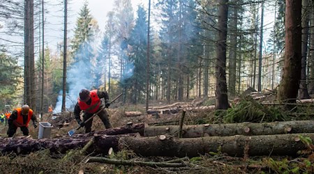 Die Bundeswehr war auch schon zur Bekämpfung des Borkenkäfers im Einsatz. (Archivbild) / Foto: Klaus-Dietmar Gabbert/dpa-Zentralbild/ZB