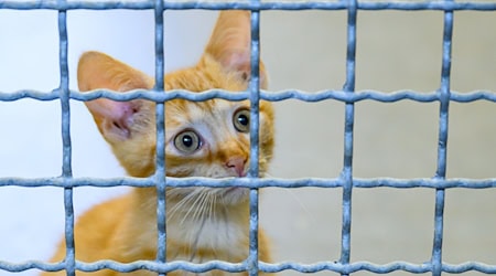 Katzen sind keine Geschenke. / Foto: Patrick Pleul/dpa