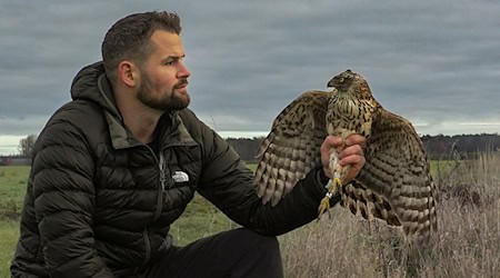 Der junge Habicht ist erst in diesem Frühjahr geschlüpft.  / Foto: -/Nabu-Wildvogelstation/dpa