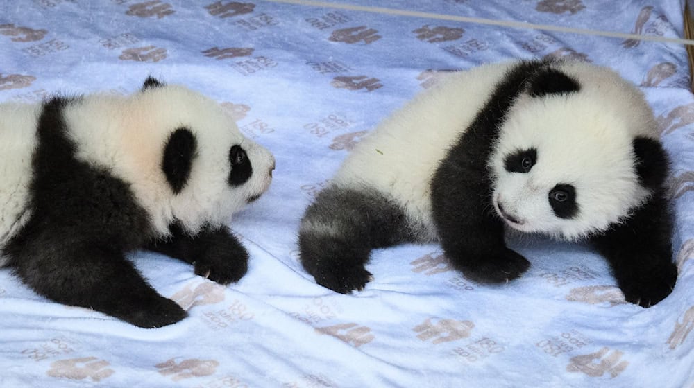 Die chinesischen Namen lauten Meng Hao und Meng Tian.  / Foto: Bernd von Jutrczenka/dpa