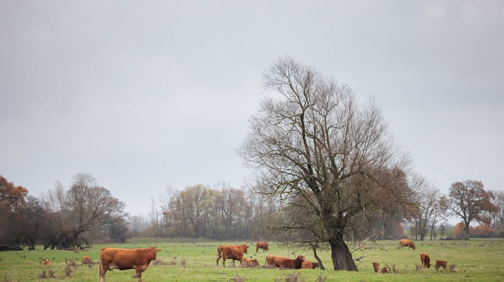 Der Rinderbestand erreicht laut Statistikern einen neuen Tiefstand in Brandenburg. (Symbolbild) / Foto: Carsten Koall/dpa