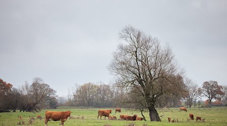 Der Rinderbestand erreicht laut Statistikern einen neuen Tiefstand in Brandenburg. (Symbolbild) / Foto: Carsten Koall/dpa