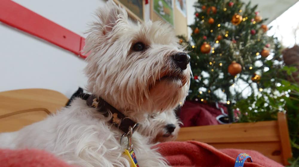 Das Tierheim Berlin feiert wieder ein Weihnachtsfest der Tiere. Besucher können Geschenke für die Tiere mitbringen. / Foto: Rainer Jensen/dpa/dpa-tmn