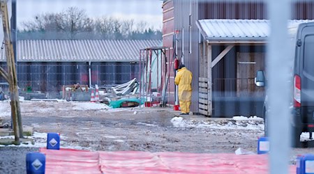 Nach dem Ausbruch der Maul- und Klauenseuche wurden im Umkreis des Ausbruchsorts vorsorglich Schweine und andere Tiere getötet. Die Sorge vor den wirtschaftlichen Auswirkungen der Tierseuche ist groß. / Foto: Annette Riedl/dpa