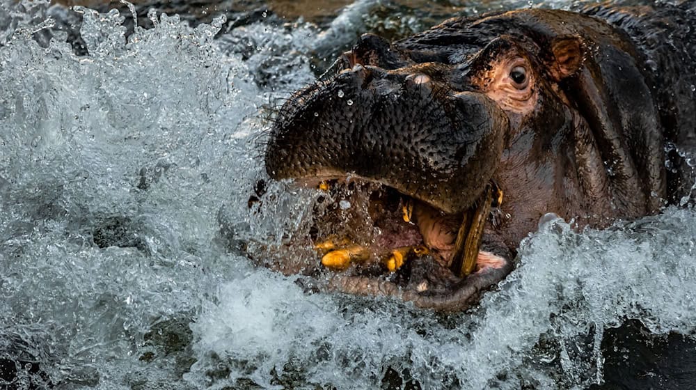 Ab heute können Nilpferde und Zwergflusspferde in der Anlage Hippo Bay wieder bestaunt werden. (Archivbild) / Foto: Carsten Koall/dpa