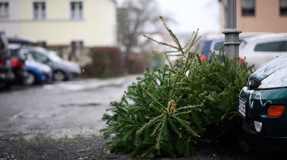 Die Bäume sollen am Vorabend des Abholtermins gut sichtbar an den Straßenrand gelegt werden. / Foto: Bernd von Jutrczenka/dpa