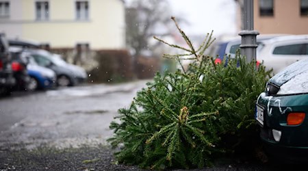 Die Bäume sollen am Vorabend des Abholtermins gut sichtbar an den Straßenrand gelegt werden. / Foto: Bernd von Jutrczenka/dpa