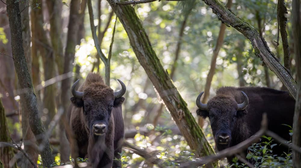 Nach Tage langer Sperrung wegen der Maul- und Klauenseuche ist die Naturlandschaft Döberitzer Heide wieder für Besucher offen. (Archivfoto) / Foto: Ingolf König/dpa