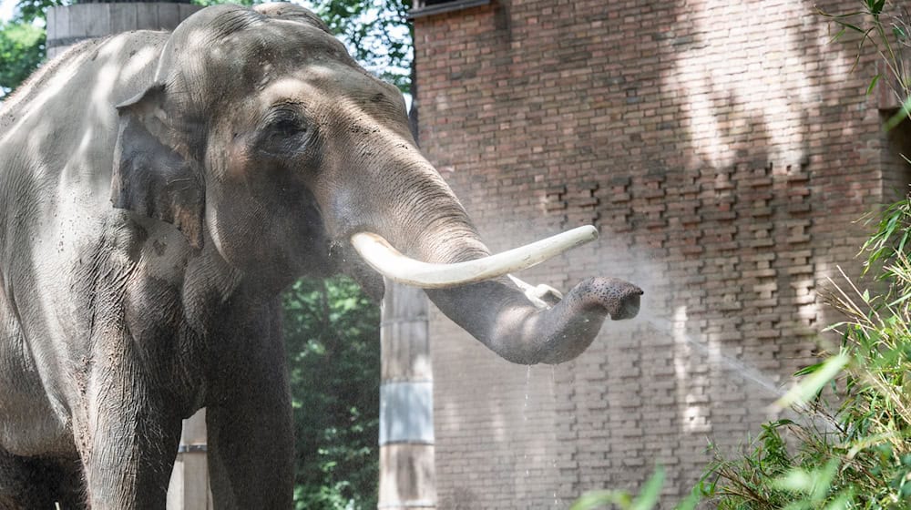 Drei Meter Schulterhöhe, knapp fünf Tonnen Gewicht: Victor war das mit Abstand schwerste Tier im Zoo. (Archivbild) / Foto: Paul Zinken/dpa