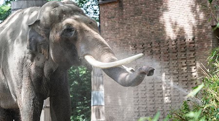 Drei Meter Schulterhöhe, knapp fünf Tonnen Gewicht: Victor war das mit Abstand schwerste Tier im Zoo. (Archivbild) / Foto: Paul Zinken/dpa