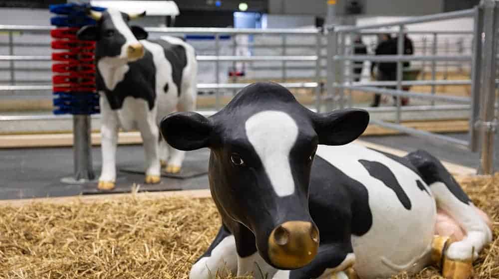 Wegen eines Falls von Maul- und Klauenseuche in Brandenburg waren etliche Tiere dieses Jahr nicht auf der Grünen Messe vertreten - oder eben nur als Attrappe. (Archivbild) / Foto: Hannes P Albert/dpa