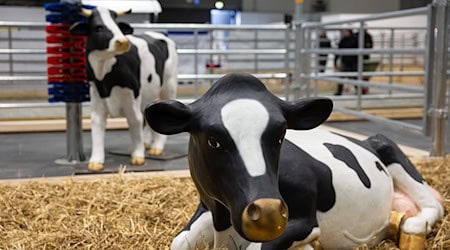 Wegen eines Falls von Maul- und Klauenseuche in Brandenburg waren etliche Tiere dieses Jahr nicht auf der Grünen Messe vertreten - oder eben nur als Attrappe. (Archivbild) / Foto: Hannes P Albert/dpa