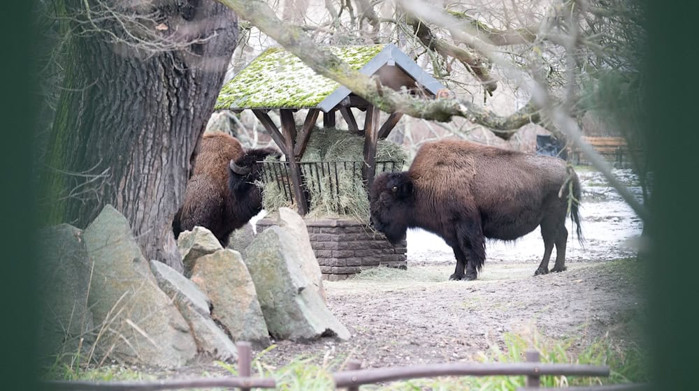 Der Tierpark hatte nach einem Ausbruch der Maul- und Klauenseuche fast drei Wochen geschlossen. (Archivbild) / Foto: Sebastian Gollnow/dpa