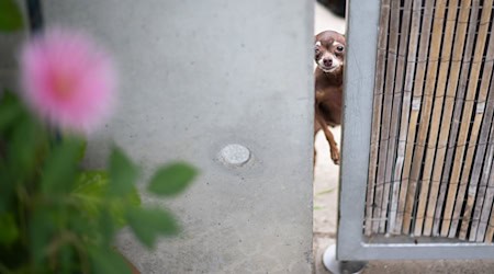 Das Tierheim Berlin peppelt ausgesetzte Tiere wieder auf und vermittelt sie weiter (Archivbild). / Foto: Sebastian Christoph Gollnow/dpa