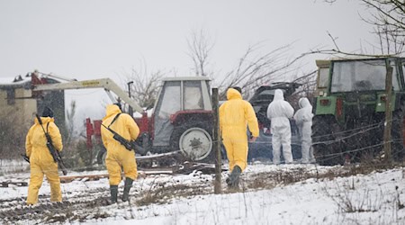 Nach dem Ausbruch der Maul- und Klauenseuche müssen weitere Tiere getötet werden - Personen in Schutzanzügen sind im Einsatz. / Foto: Sebastian Christoph Gollnow/dpa