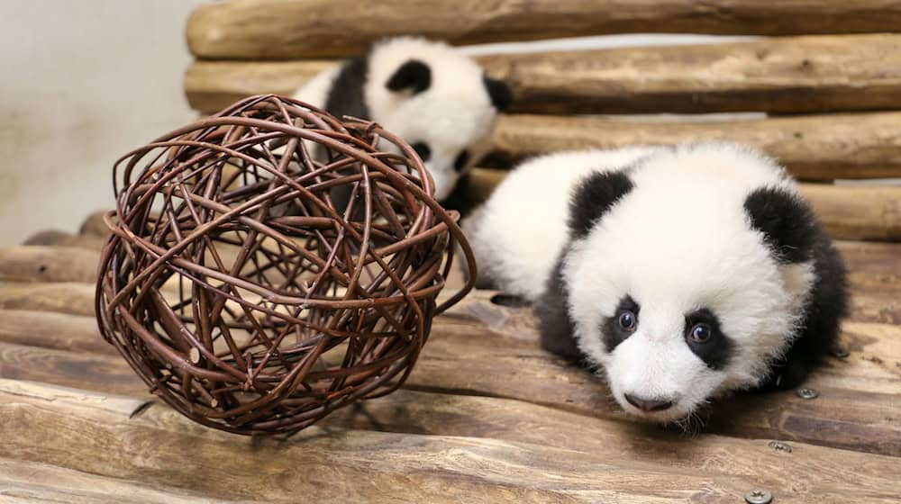 Die kleinen Pandas erkunden die Bank. / Foto: -/Zoo Berlin/dpa