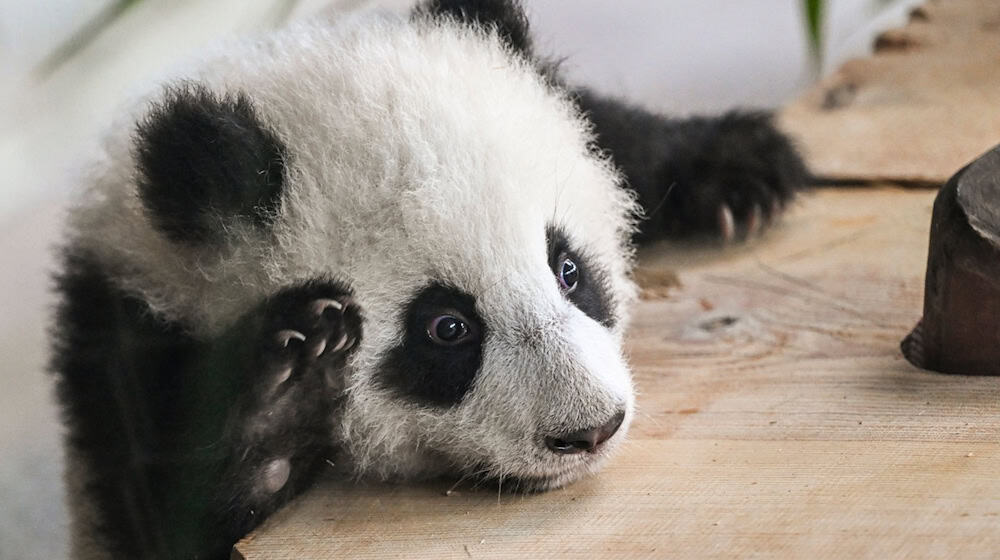 Ein Panda-Junges, Publikumsliebling im Berliner Zoo. (Archivbild)  / Foto: Jens Kalaene/dpa