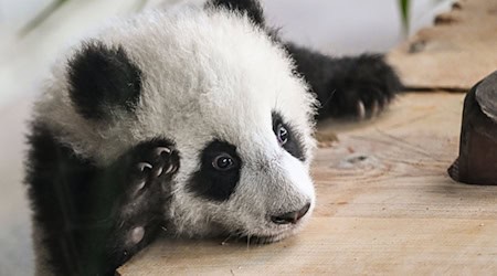 Ein Panda-Junges, Publikumsliebling im Berliner Zoo. (Archivbild)  / Foto: Jens Kalaene/dpa