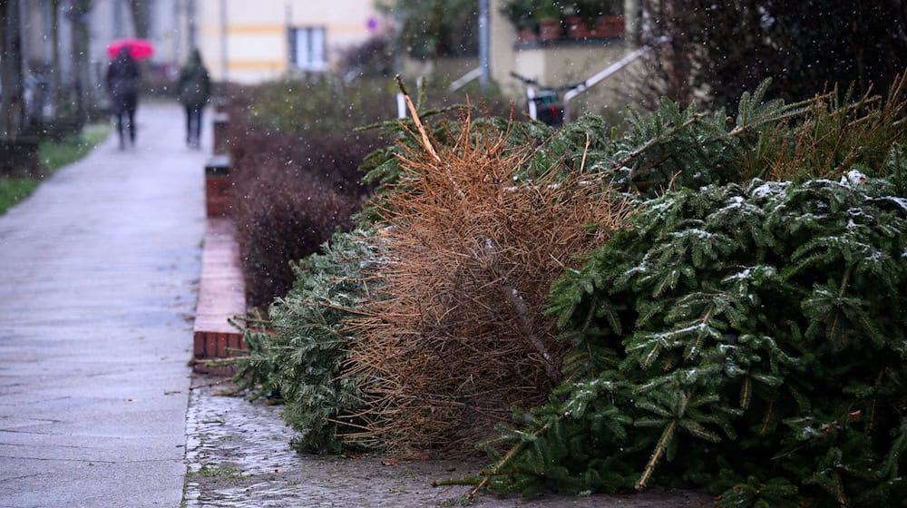 Zu spät herausgelegte Weihnachtsbäume können auch nach Ende der regulären Abholung weiter gemeldet werden. (Archivbild) / Foto: Bernd von Jutrczenka/dpa