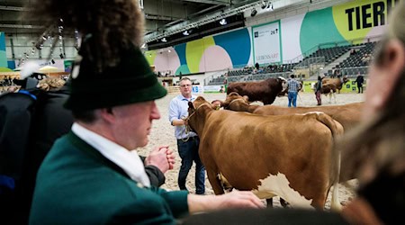 Paarhufer wie Rinder, Schweine, Schafe oder Alpakas wird es auf der Grünen Woche in diesem Jahr nicht zu sehen geben. (Archivbild) / Foto: Carsten Koall/dpa