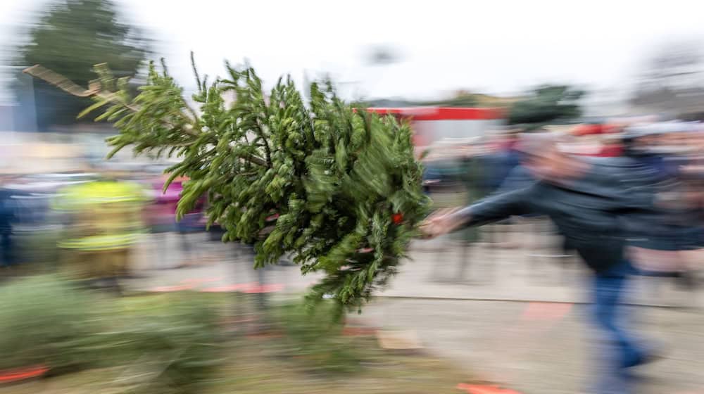 Wie viele Meter fliegt eigentlich ein Weihnachtsbaum? In Cottbus steht nach dem Fest wieder der Tannen-Weitwurf an. (Archivbild) / Foto: Frank Hammerschmidt/dpa/ZB