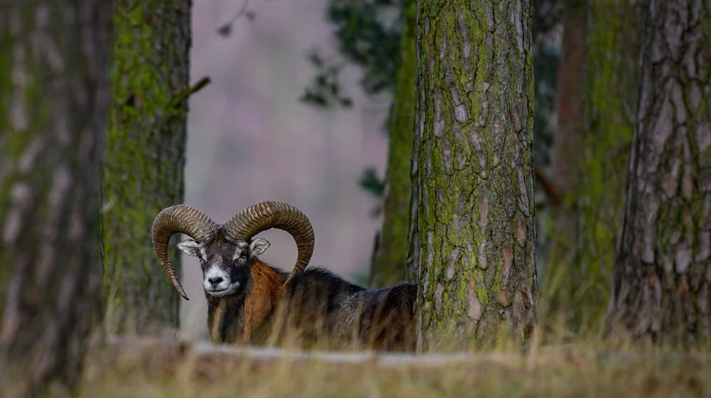 Der Wildpark hatte in der vergangenen Woche vorsorglich geschlossen. / Foto: Patrick Pleul/dpa