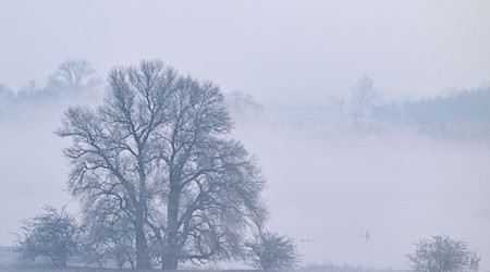 Nach einem wechselhaften Mittwoch kehrt am Donnerstag in Berlin und Brandenburg der Schnee zurück. (Archivbild) / Foto: Patrick Pleul/dpa