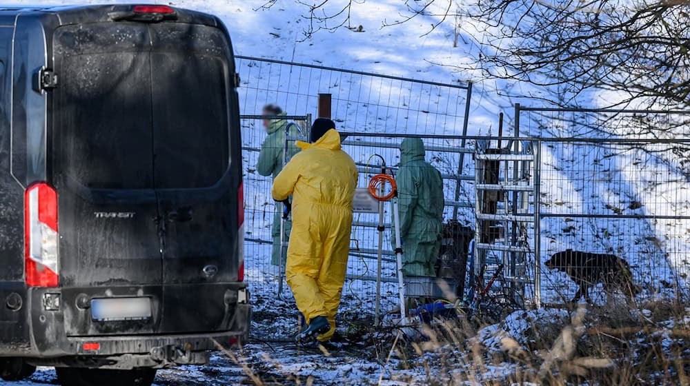 Wegen des Ausbruchs der Maul- und Klauenseuche bei einer Wasserbüffel-Herde in Brandenburg wurden im näheren Umkreis des Fundorts weitere Tiere getötet.  / Foto: Patrick Pleul/dpa