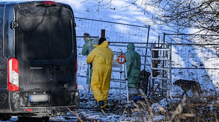 Wegen des Ausbruchs der Maul- und Klauenseuche bei einer Wasserbüffel-Herde in Brandenburg wurden im näheren Umkreis des Fundorts weitere Tiere getötet.  / Foto: Patrick Pleul/dpa