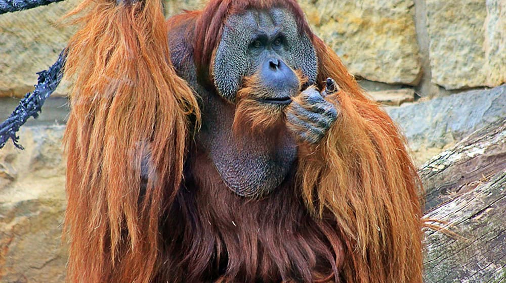 Der Sumatra-Orang-Utan Mano hatte mit 47 Jahren bereits ein stattliches Alter erreicht. (Handout) / Foto: -/Zoo Berlin/dpa
