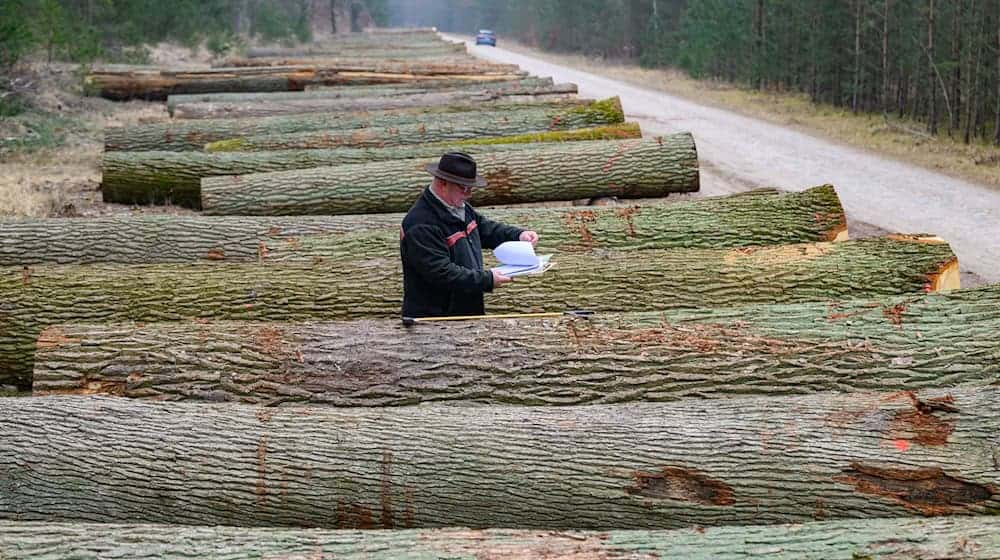 Bei der Wertholzversteigerung werden die edelsten Laubhölzer aus dem Landeswald versteigert. / Foto: Patrick Pleul/dpa