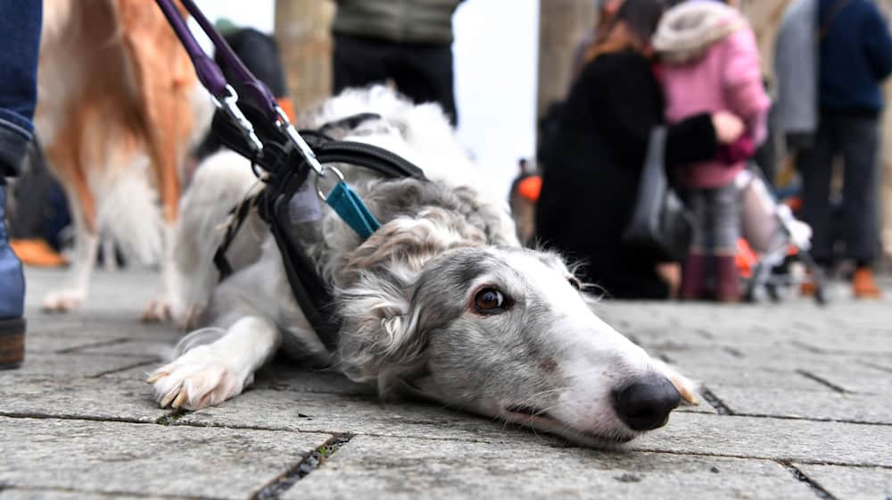 Galgos sind spanische Jagdhunde.  / Foto: Paul Zinken/dpa