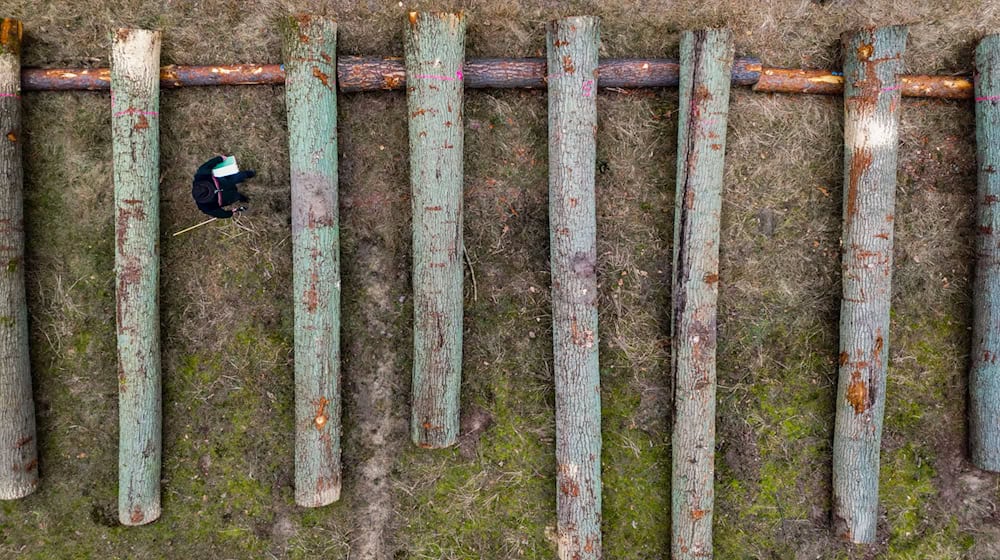 Der Landesbetrieb Forst hat 271 Festmeter Laubholz versteigert. / Foto: Patrick Pleul/dpa