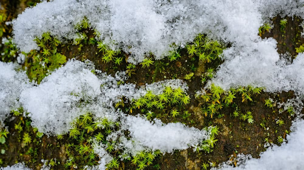 In Berlin und Brandenburg rechnet der Deutsche Wetterdienst mit leichtem Schneefall. (Symbolbild) / Foto: Patrick Pleul/dpa