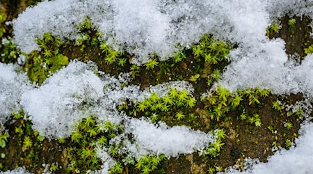 In Berlin und Brandenburg rechnet der Deutsche Wetterdienst mit leichtem Schneefall. (Symbolbild) / Foto: Patrick Pleul/dpa