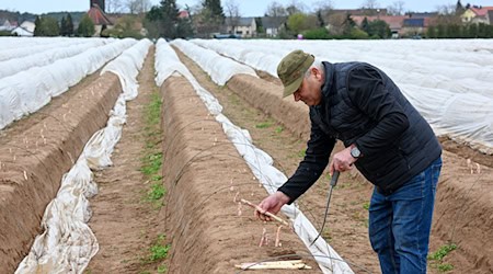 Die Brandenburger Landwirte haben 2024 weniger Spargel gestochen. (Archivbild) / Foto: Jens Kalaene/dpa