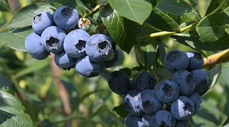 In der Heidelbeer-Saison 2024 konnten die Agrarbetriebe eine gute Ernte einfahren. (Archivbild)  / Foto: Michael Bahlo/dpa