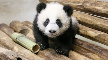 Die beiden Panda-Zwillinge bekommen pro Tag eine zusätzliche Mahlzeit. / Foto: Zoo Berlin/dpa