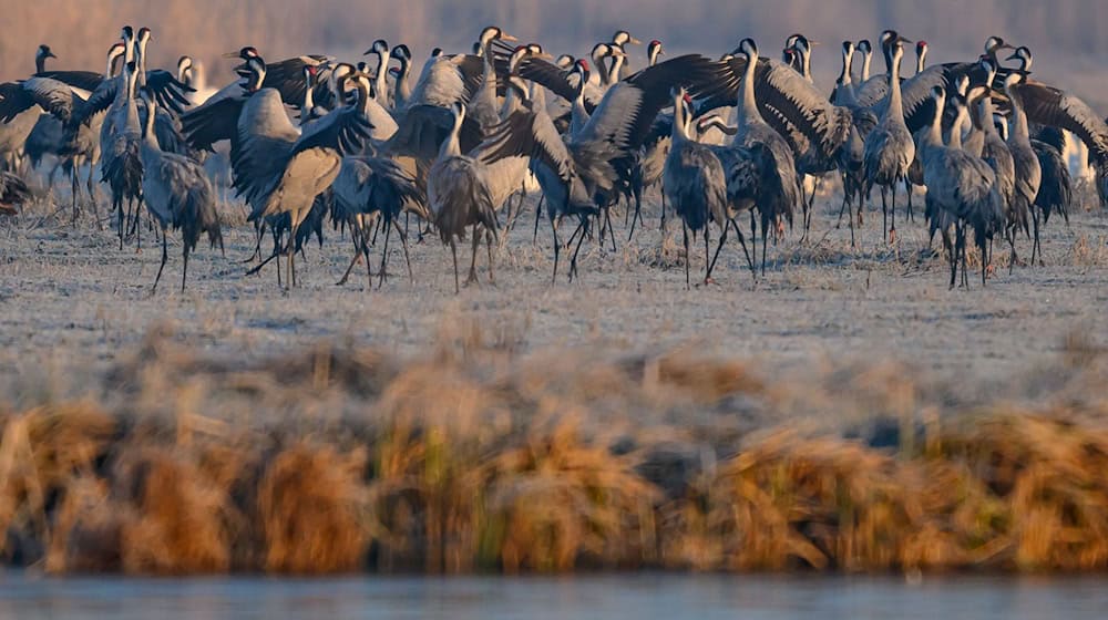 Die Kälte macht den Kranichen an den Füßen nichts aus. / Foto: Patrick Pleul/dpa